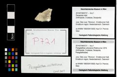 Foto (Objekt + Etikett) von Paragalathea vultuosona (Robins et al., 2016)  (NHMW-GEO-2014-0194-0721)